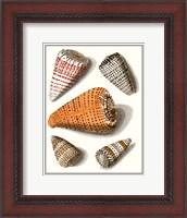 Framed Collected Shells IX