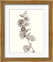 Framed Neutral Botanical Study I