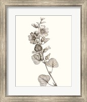 Framed Neutral Botanical Study I