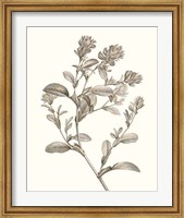 Framed Neutral Botanical Study II