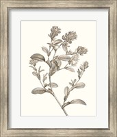 Framed Neutral Botanical Study II