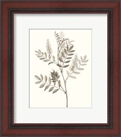 Framed 'Neutral Botanical Study III' border=