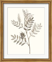 Framed Neutral Botanical Study III