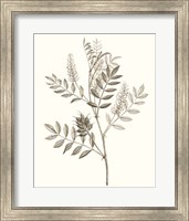 Framed Neutral Botanical Study III