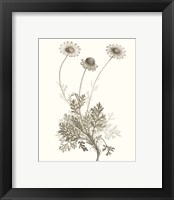 Framed 'Neutral Botanical Study VIII' border=