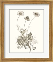 Framed Neutral Botanical Study VIII