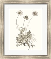 Framed Neutral Botanical Study VIII