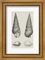 Framed Charcoal & Linen Shells I