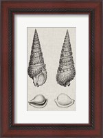 Framed Charcoal & Linen Shells I