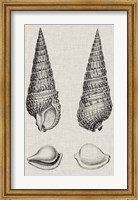 Framed Charcoal & Linen Shells I