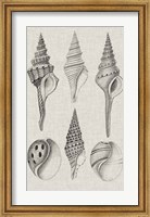 Framed Charcoal & Linen Shells II
