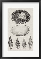 Charcoal & Linen Shells III Framed Print