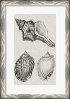 Framed Charcoal & Linen Shells V