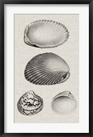 Framed Charcoal & Linen Shells VIII