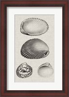 Framed Charcoal & Linen Shells VIII