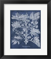 Framed Besler Leaves in Indigo II