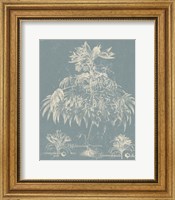Framed Delicate Besler Botanical I