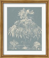 Framed Delicate Besler Botanical I