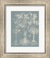 Framed Delicate Besler Botanical II