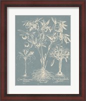Framed Delicate Besler Botanical II