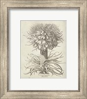 Framed 'Fresco Crown Imperial I' border=