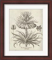 Framed Fresco Crown Imperial III