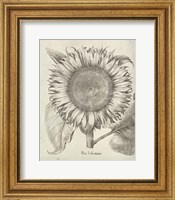 Framed Fresco Sunflower I