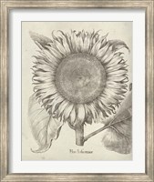 Framed Fresco Sunflower I