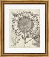 Framed Fresco Sunflower I