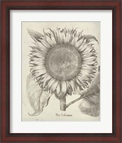 Framed 'Fresco Sunflower I' border=