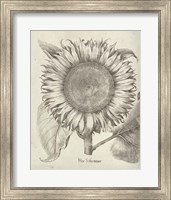 Framed 'Fresco Sunflower I' border=