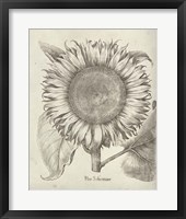 Framed Fresco Sunflower I