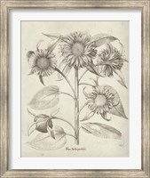 Framed Fresco Sunflower II