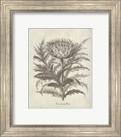 Framed 'Fresco Artichoke I' border=