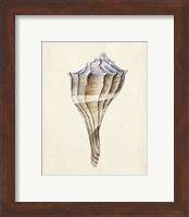 Framed 'Watercolor Seashell I' border=
