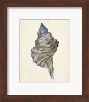 Framed 'Watercolor Seashell III' border=