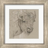Framed Bison Sketch I