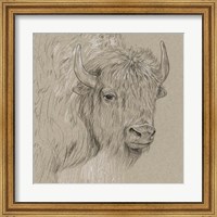 Framed Bison Sketch I