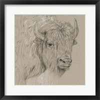 Framed Bison Sketch I