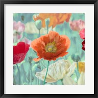 Framed Poppies in Bloom I