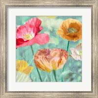 Framed Poppies in Bloom II