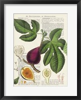Framed Fruits de Saison, Figues