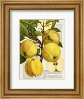 Framed Fruits de Saison, Pommes
