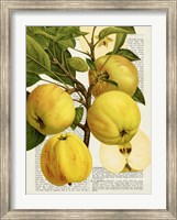 Framed Fruits de Saison, Pommes