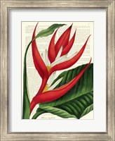 Framed Vintage Botany I