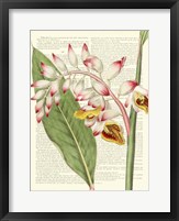 Framed Vintage Botany II