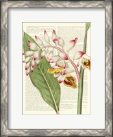 Framed Vintage Botany II