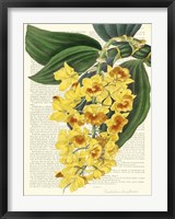 Framed Vintage Botany III