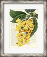 Framed Vintage Botany III