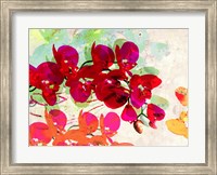 Framed Orchidreams